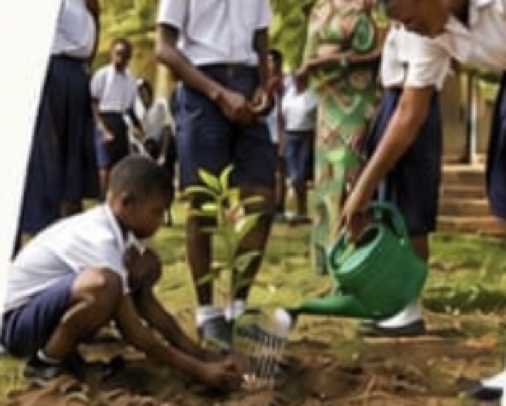 A pupil kneeling to firm the soil around a newly planted seedling while a classmate waters it from a green watering can